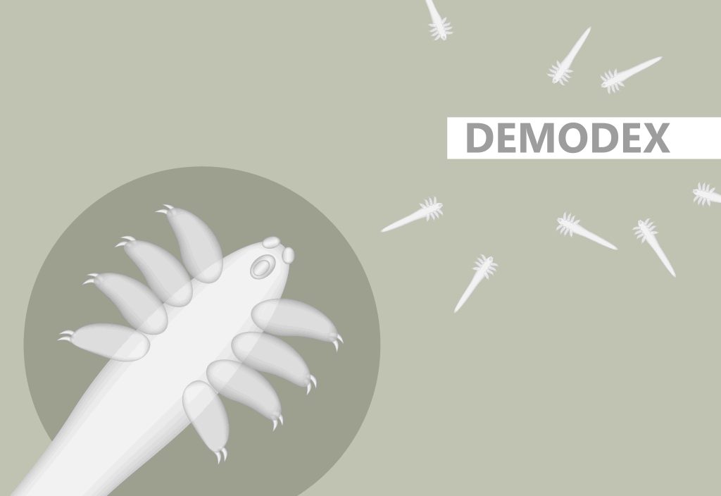 Demodex is often linked to Rosacea